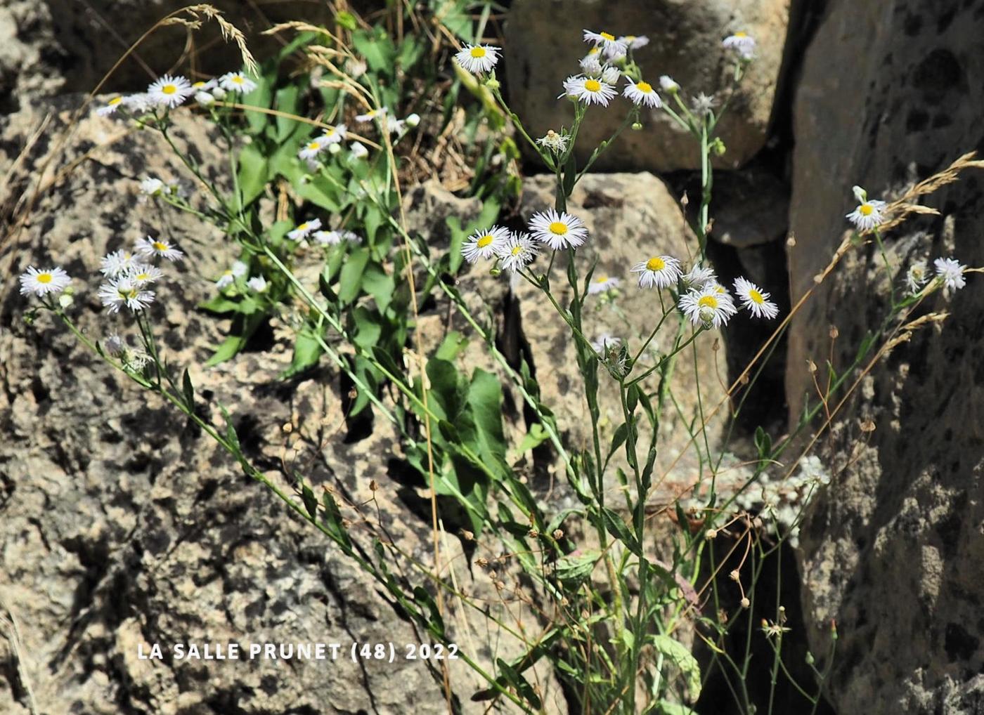 Sweet Scabious, White Top plant